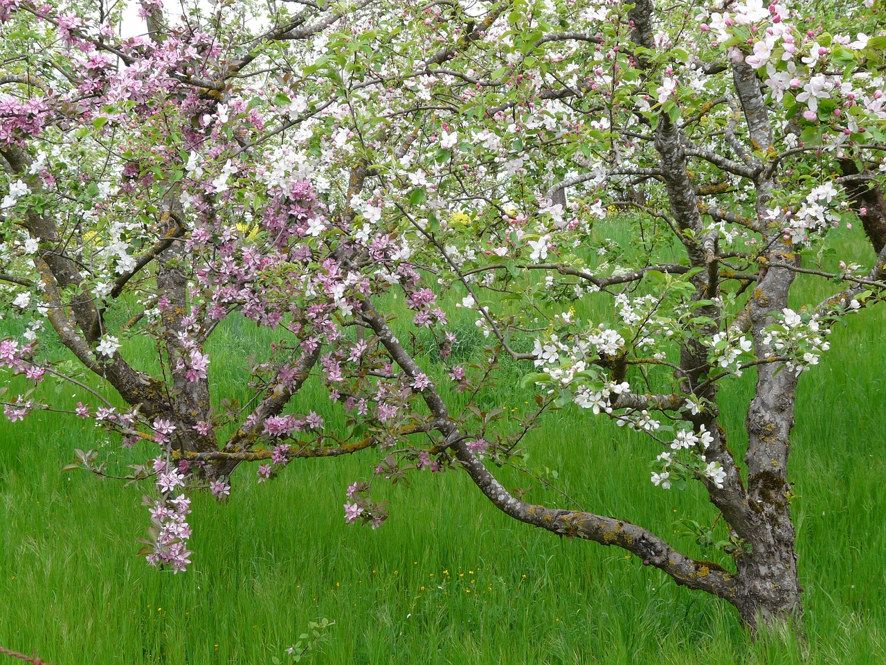 How to Plant an Eco-Friendly Orchard?